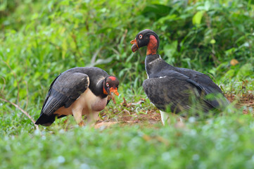 King vulture, Sarcoramphus papa, large bird found in Central and South America. Flying bird, forest in the background. Wildlife scene from tropic nature. Red head bird. Condor with open wing, Panama