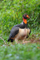 King vulture, Sarcoramphus papa, large bird found in Central and South America. Flying bird, forest in the background. Wildlife scene from tropic nature. Red head bird. Condor with open wing, Panama