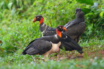 King vulture, Sarcoramphus papa, large bird found in Central and South America. Flying bird, forest in the background. Wildlife scene from tropic nature. Red head bird. Condor with open wing, Panama