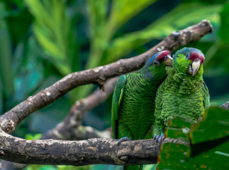 Green, Red, and Blue Plumage on a Pair of Blue Crested Parrots in a Tree