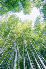 Bamboo Forest in Kyoto, Japan