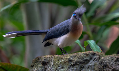 Blue, Aqua, and White Plumage on a Crested Coua on a Branch