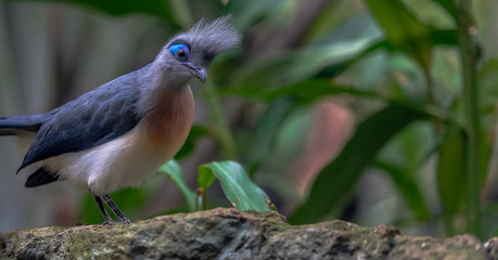 Blue, Aqua, and White Plumage on a Crested Coua on a Branch