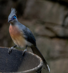 Blue, Aqua, and White Plumage on a Crested Coua on a Branch