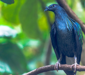 Deep Blue Plumage on a Nicobar Pigeon on a Branch