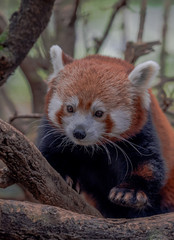 Naklejka premium Orange and White Fur on a Close Up of a Red Panda in a Tree