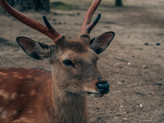 close ups of deer