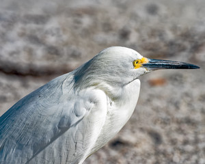 Egret watching