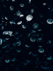 Jellyfish in the dark ocean