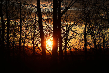 Naklejka premium Poplar Trees Silhouette