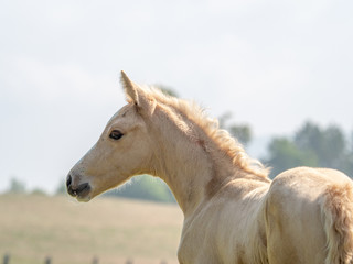 Palomino Hengstfohlen