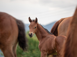 Braunes junges Fohlen