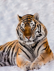 Fototapeta na wymiar Sibirische Tiger