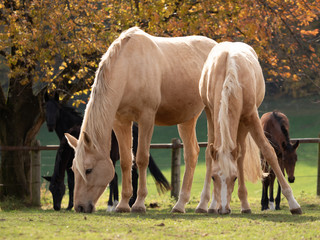 Palomino Mutter und Sohn grasen im Herbst