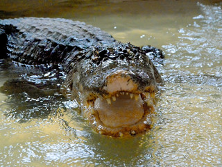 crocodile in water tanks