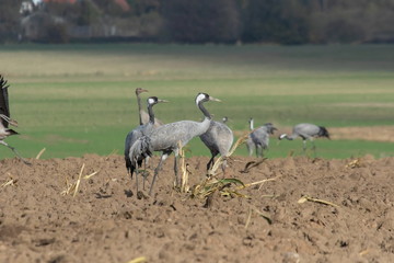 Graukranich