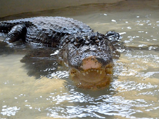 crocodile in water tanks