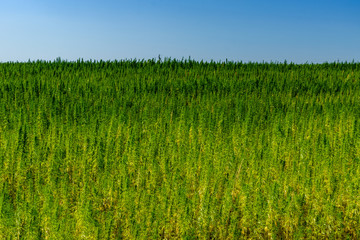 Field of the medical cannabis plant on summer