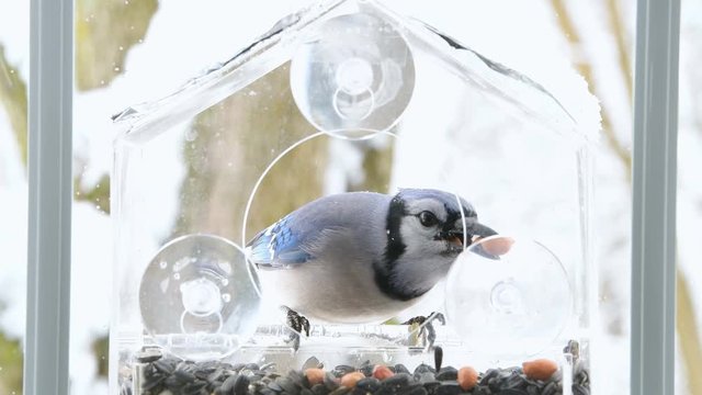 Closeup of perched blue jay cyanocitta cristata bird landing on plastic glass window feeder perch, hiding, putting or caching peanuts in gular pouch in winter snow in Virginia