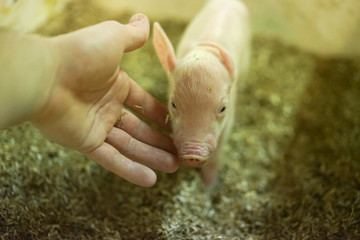 Playing with a small piglet.