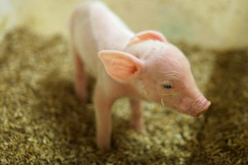 A piglet in farrow department.