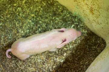 A piglet on straw in a corner.