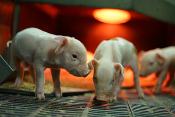 Piglets in farrowing unit inside pen. © oleksandr