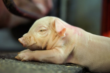 Close upview of a piglet sleeping.