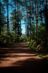 Fototapeta premium Newlands forest trail