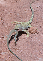 Lizard, Arches National Park