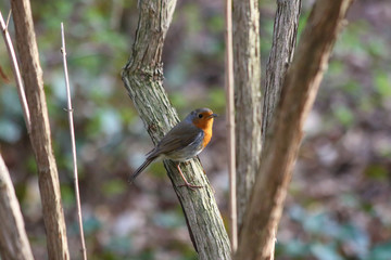 robin