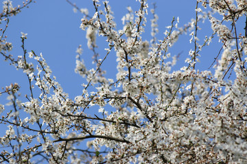 Fototapeta premium blossom