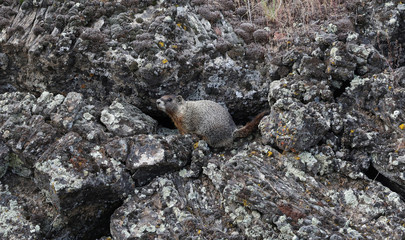 Marmot, Hell's Half Acre, Idaho