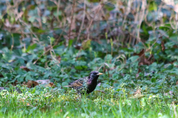 bird
