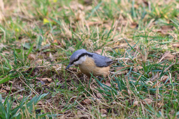 Fototapeta premium bird