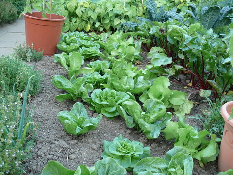 Kopfsalat im Gartenfeld