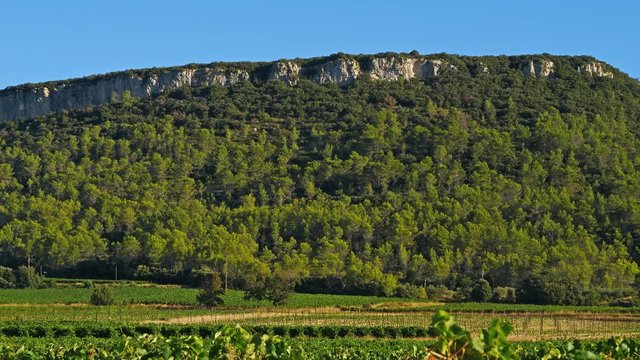 Vineyards near the Pic Saint Loup, Claret, Herault, France. In the background is  The Crete de Taillade over the vineyards