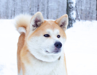 Young energetic Akita dog for a walk. Walking outdoors in the winter.  How to protect your pet from hypothermia. 