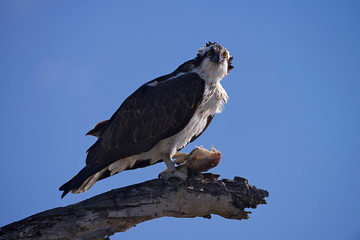 Osprey