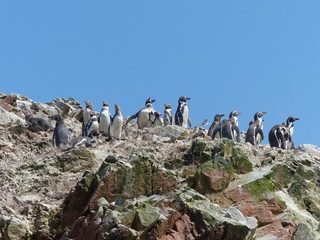 Humboldt penguins on rock