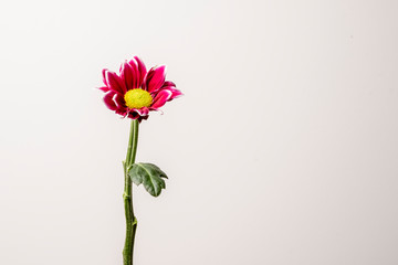 flower with pink petals on white background.