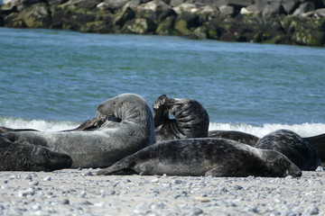 Fototapeta premium Kegelrobben synchron kratzen