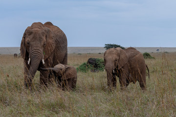 Fototapeta premium African elephant family, Masai Mara, Kenya, Africa