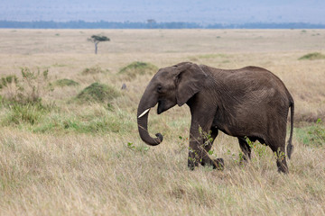 African elephant in the Masai Mara, Kenya, Africa