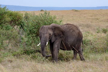 African baby elephant, Masai Mara, Kenya, Africa