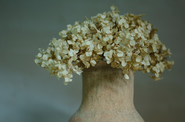 Still life composition. Dried hydrangea in a vase with white background