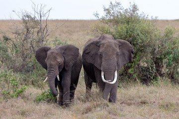 Fototapeta premium Two elephants in the Masai Mara, Kenya, Africa