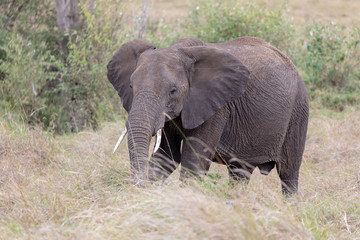 Fototapeta na wymiar African elephant on the Masai Mara, Kenya, Africa