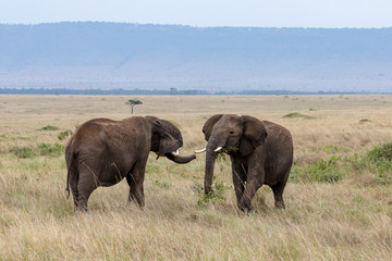 Two elephants in the Masai Mara, Kenya, Africa