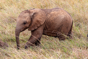 Naklejka na ściany i meble Baby elephant in the Masai Mara, Kenya, Africa